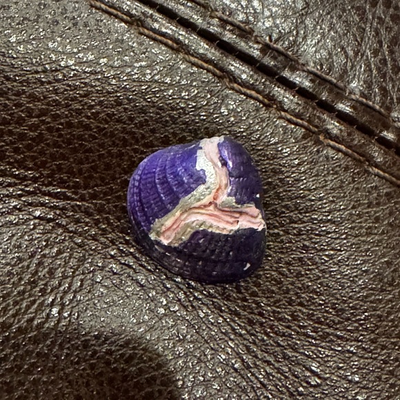 Assorted Seashell Collection - Picture 7 of 12